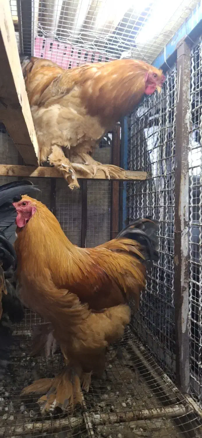 خروس برهما|حیوانات مزرعه|اقبالیه, |دیوار