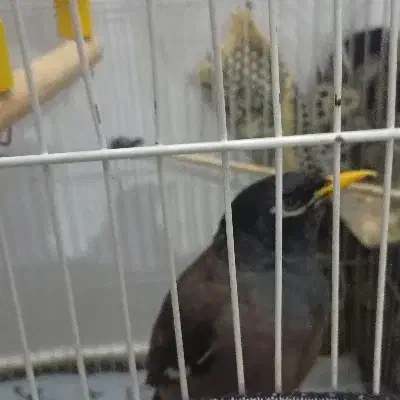 پرنده مینا|پرنده|ری, شهرری|دیوار