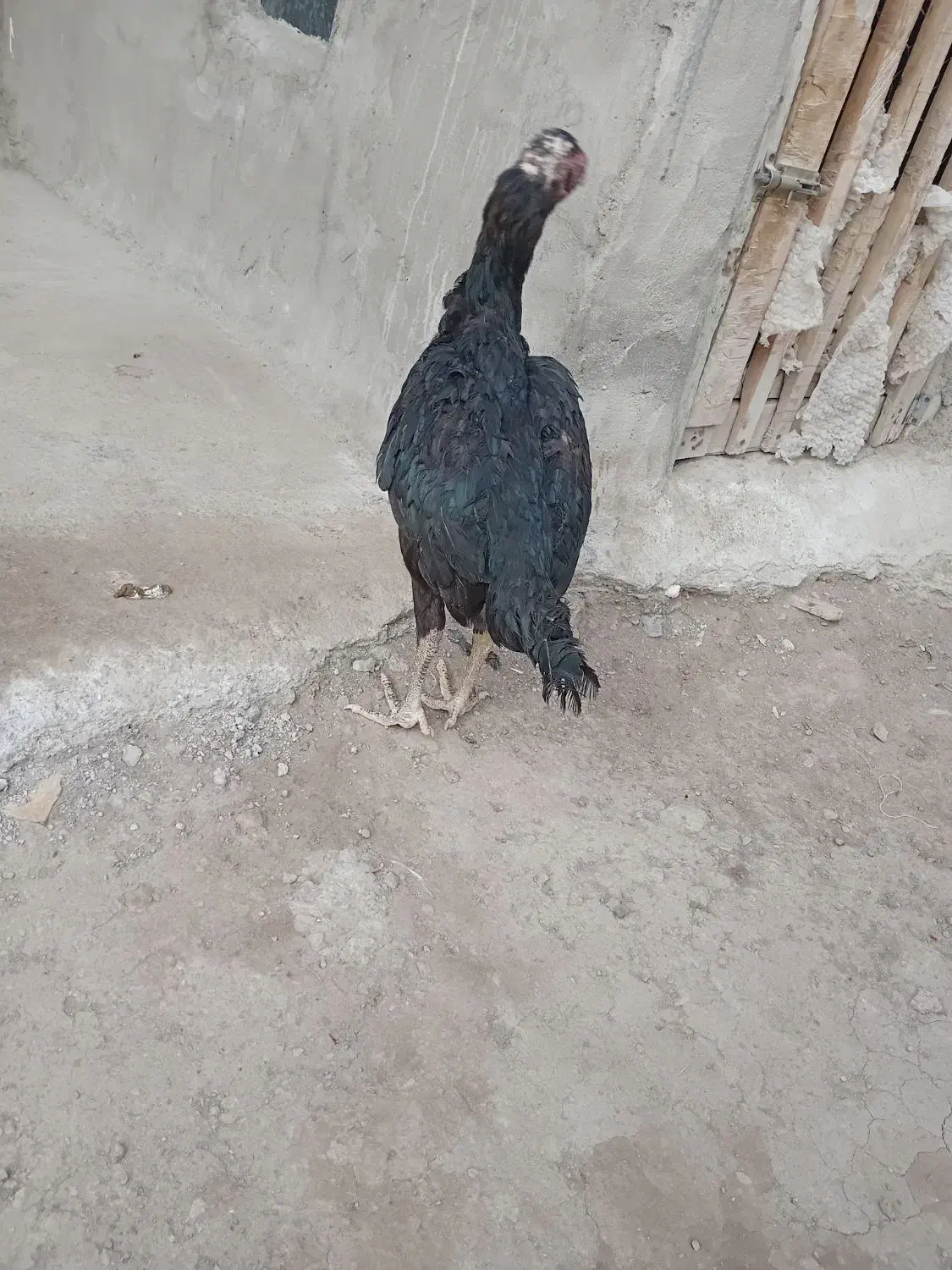 مرغ و خروس لاری|حیوانات مزرعه|مشگین شهر, |دیوار