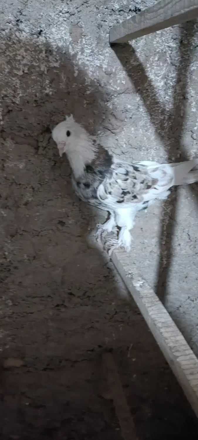 سه تا هما کاکل پاپر خون پاک اصیل|پرنده|گرمسار, |دیوار