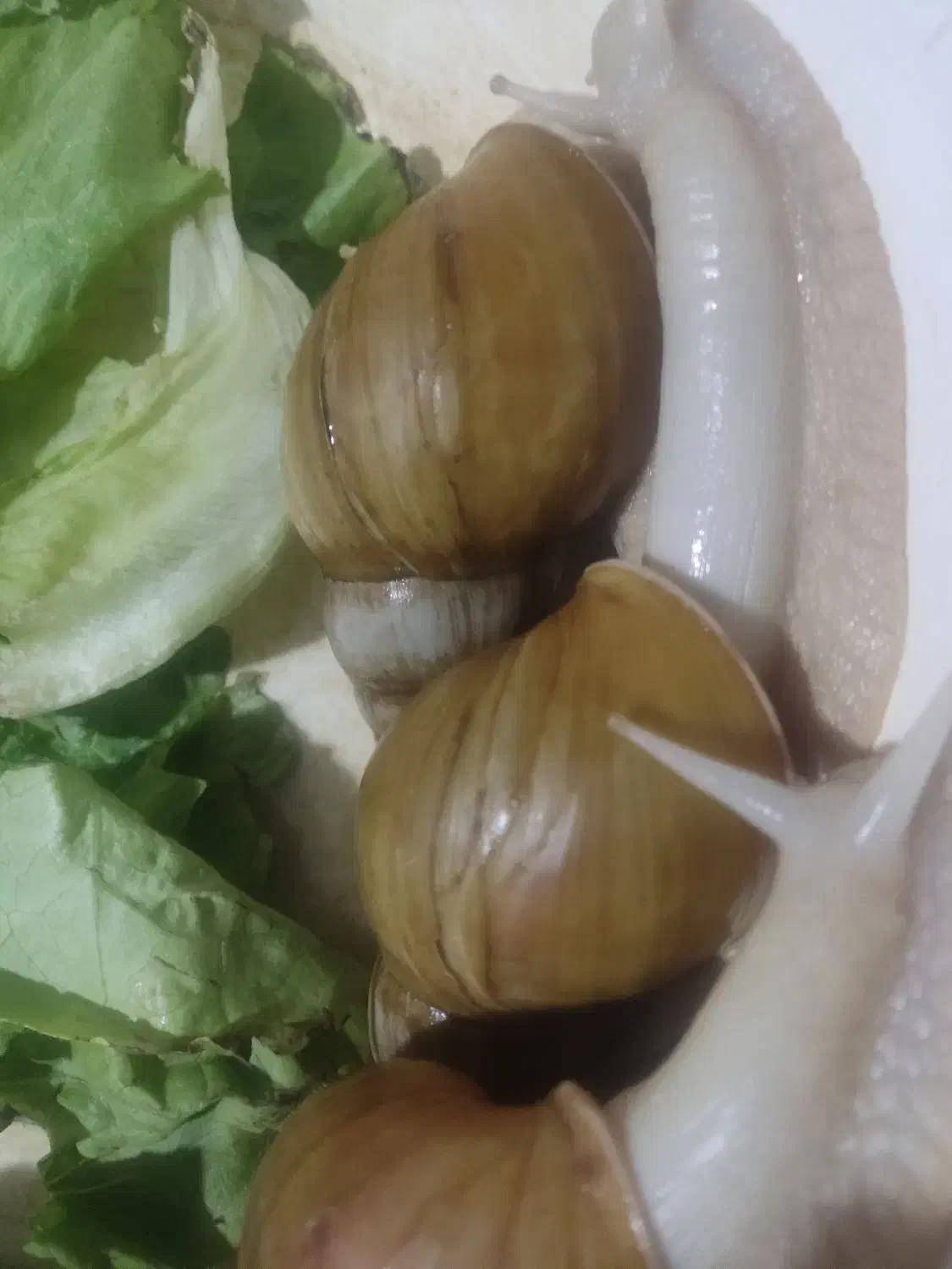 فریزر حلزون درمانی|خزنده|زاهدان, |دیوار