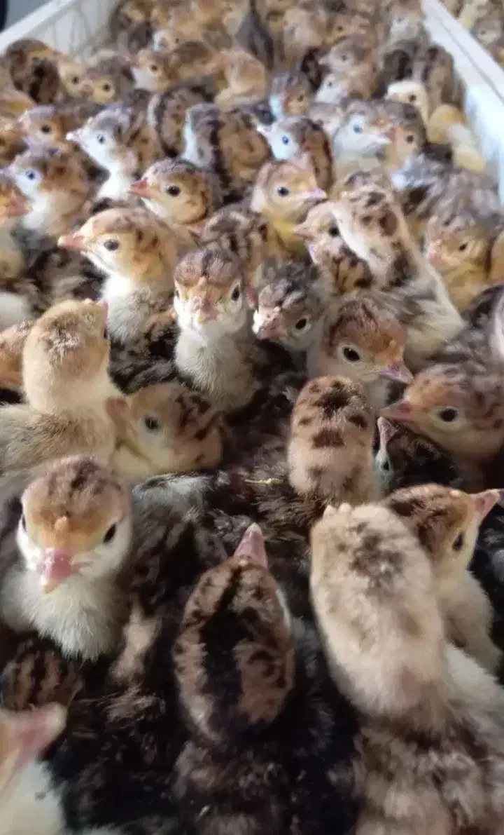 جوجه بوقلمون برنز|حیوانات مزرعه|گرگان, |دیوار