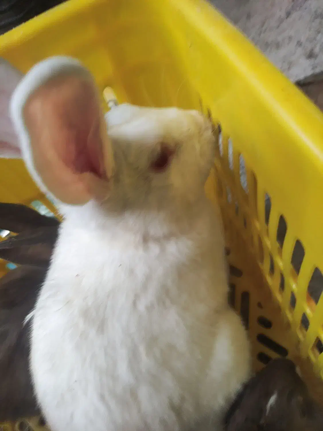 حراج خرگوش خانگی|موش و خرگوش|مهاباد (آذربایجان غربی), |دیوار