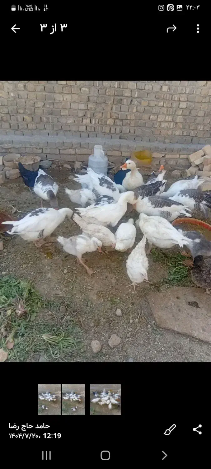 غاز|پرنده|قنوات, |دیوار