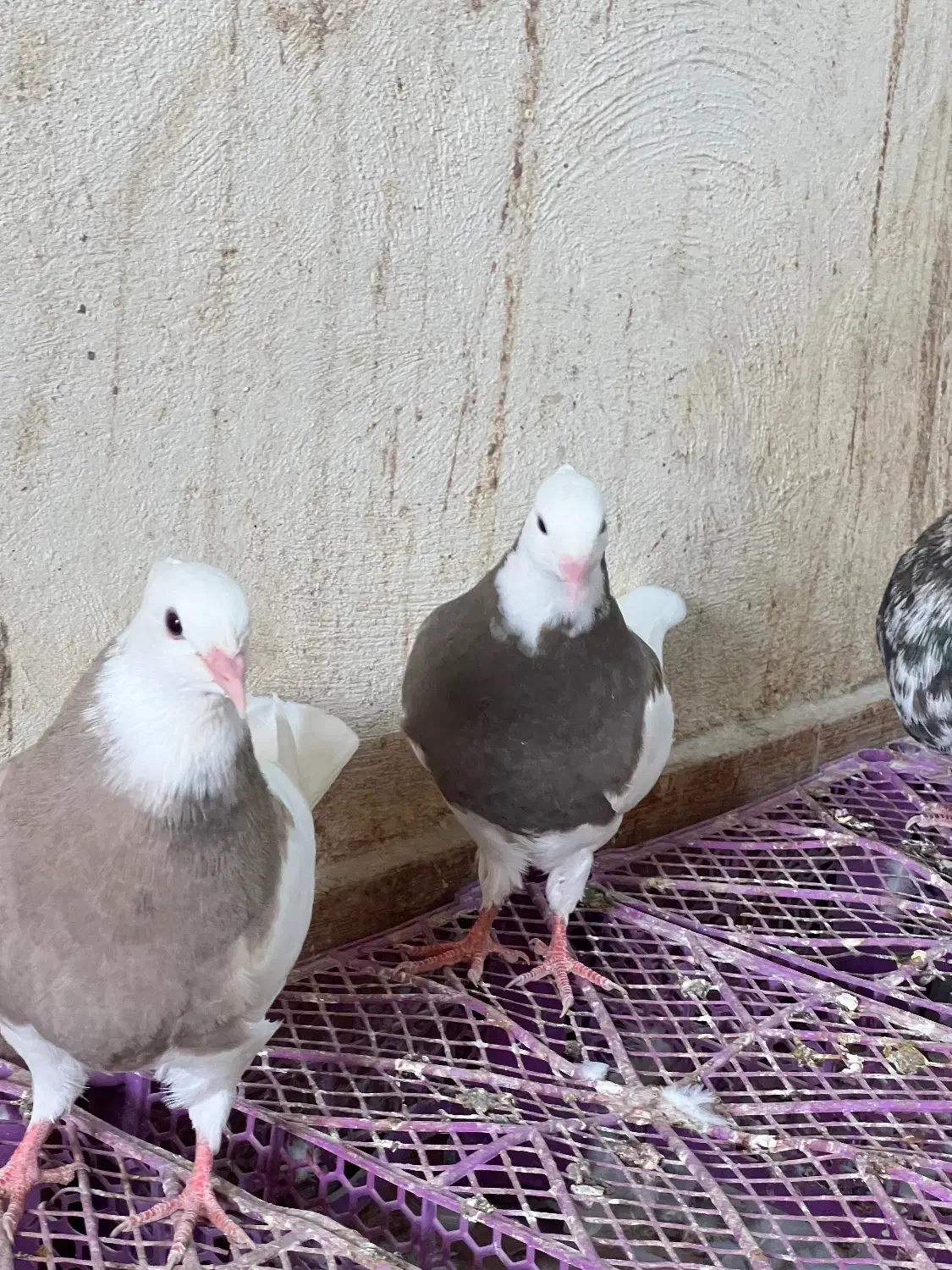 چند عدد جوجه طوقی خوب اجری و سرکه ای|پرنده|خورموج, |دیوار