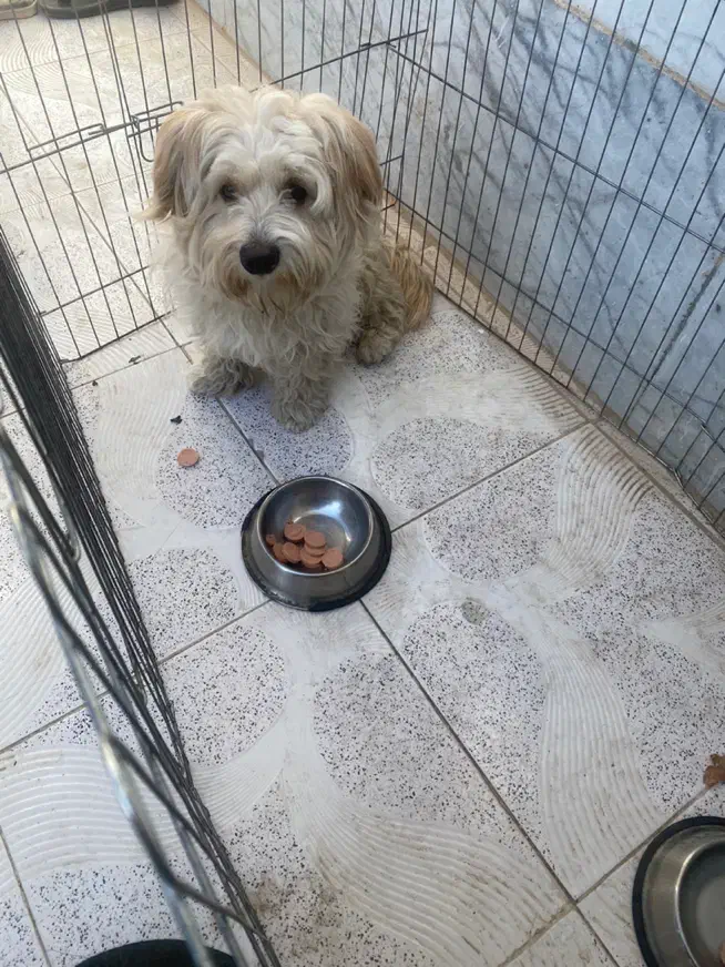 واگذاری سگ|سگ|مشهد, امیریه|دیوار