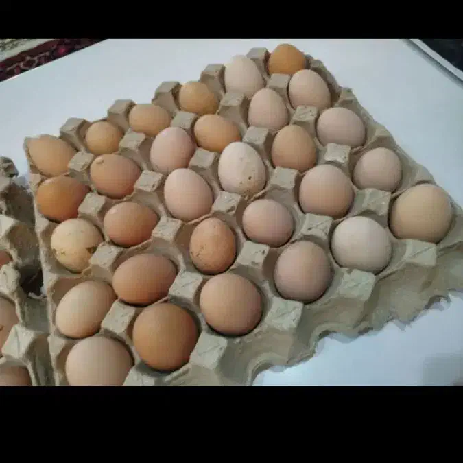 تخم نطفه دار سلطان  عثمانی|حیوانات مزرعه|تبریز, |دیوار