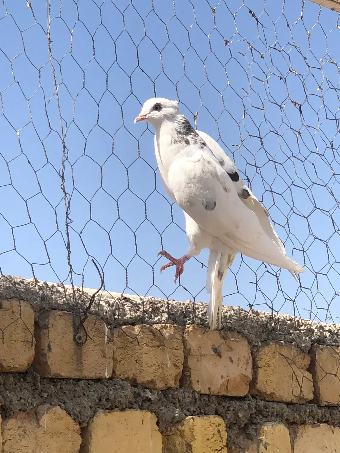 شازده هما سرور درجه۱|پرنده|قم, آزادگان|دیوار