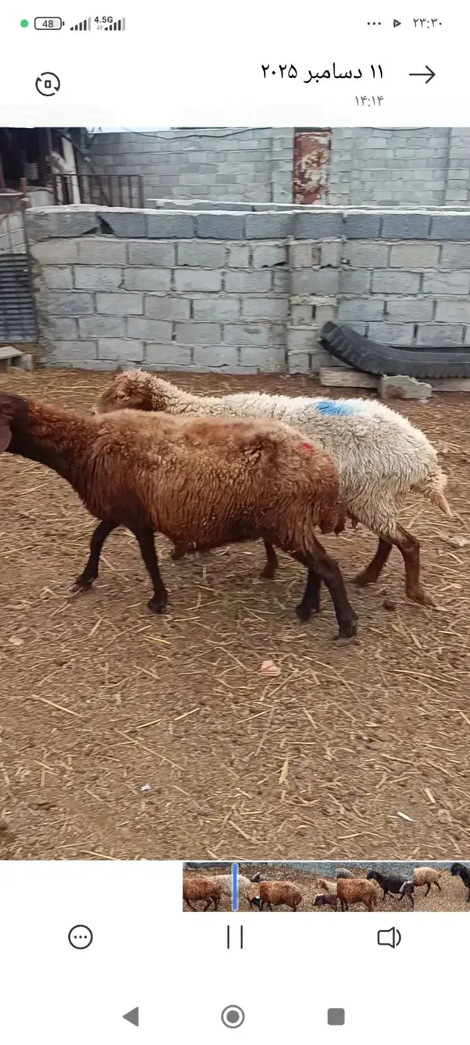 گوسفند ولز با بزغاله|حیوانات مزرعه|نکا, |دیوار