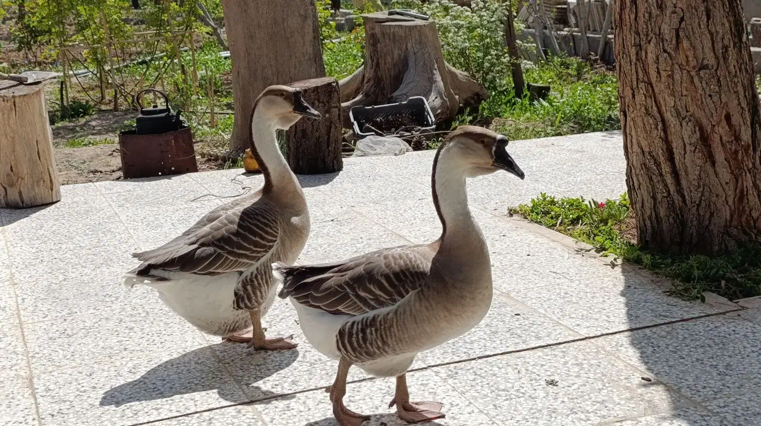 فروش یک جفت قو غاز اکراینی|حیوانات مزرعه|بیرجند, |دیوار