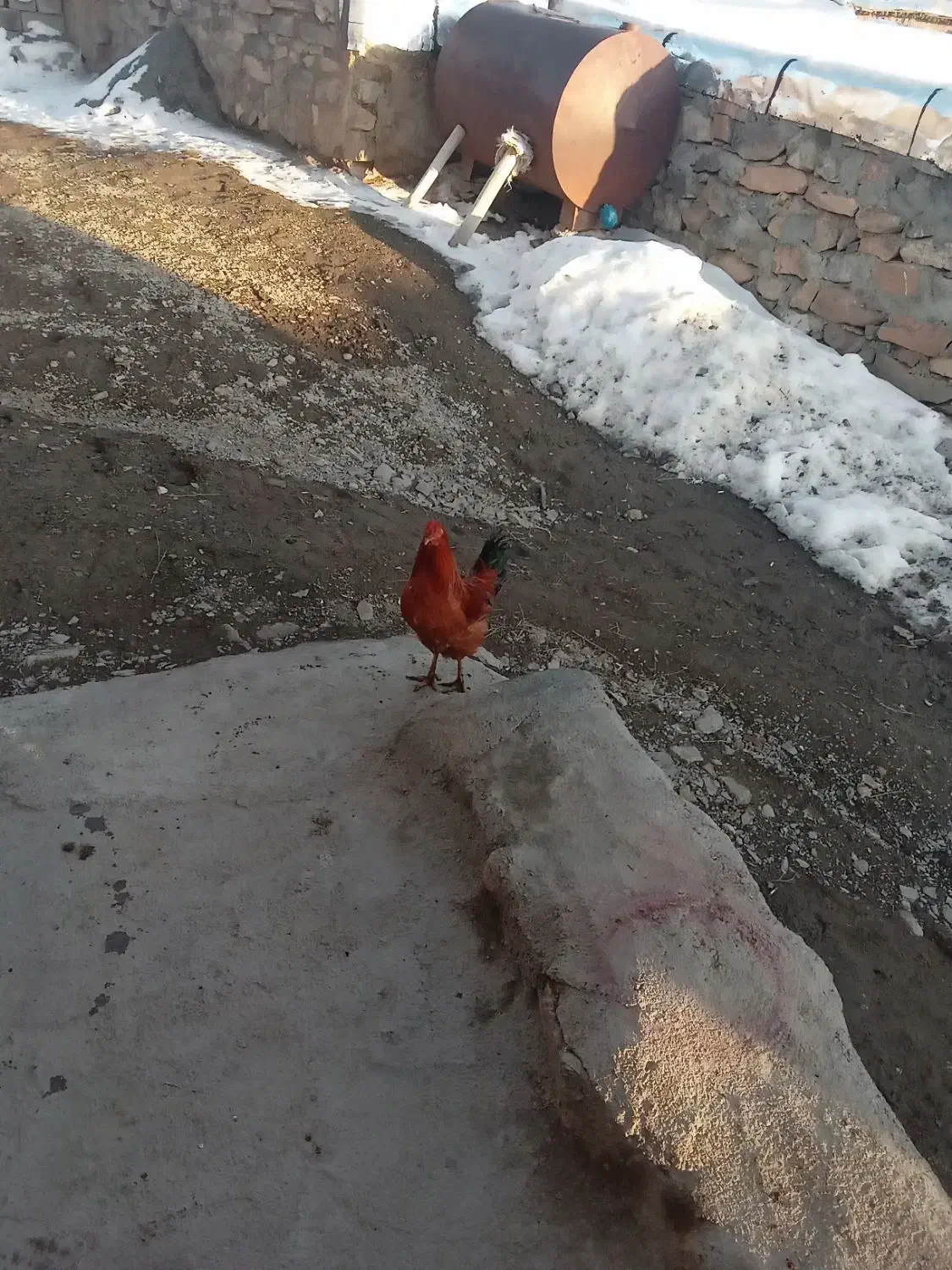 خروس فروشی|حیوانات مزرعه|سارال, |دیوار