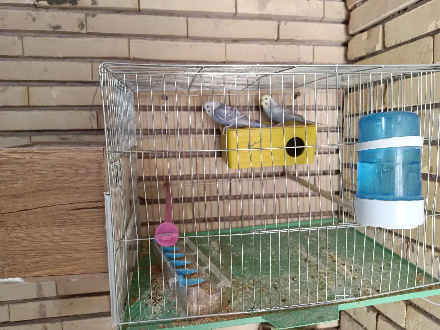 جفت مرغ عشق مولد سه جفت دارم همه با قفس|پرنده|رفسنجان, |دیوار