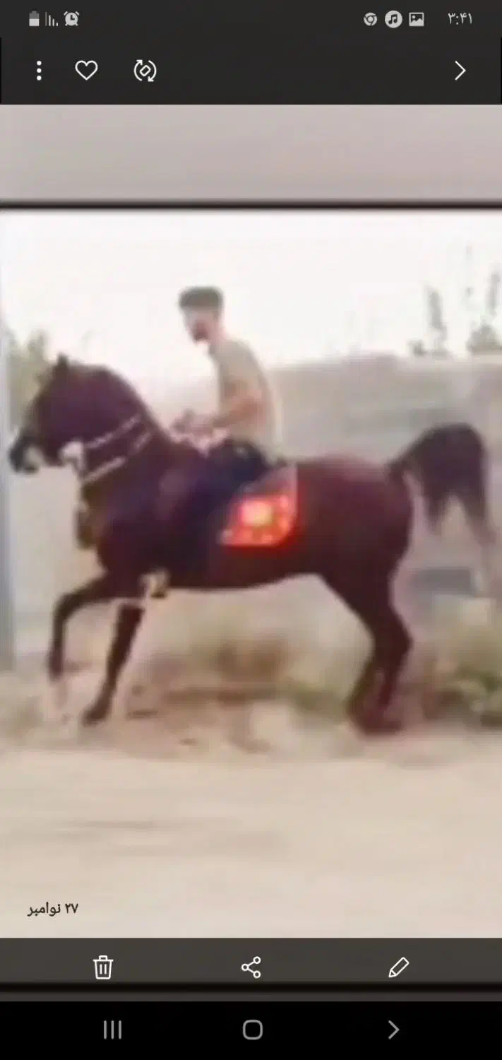 اسب کرد کره سهیل حیدر|اسب و تجهیزات اسبسواری|کرمانشاه, |دیوار