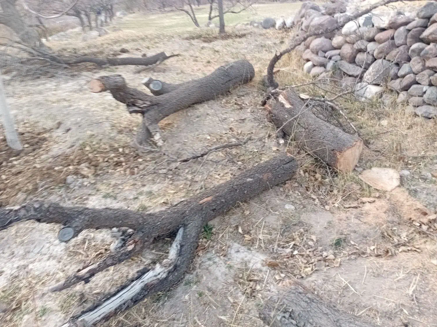 چوب خشک شده زردالو و بادام|خدمات باغبانی و درختکاری|سیه رود, |دیوار