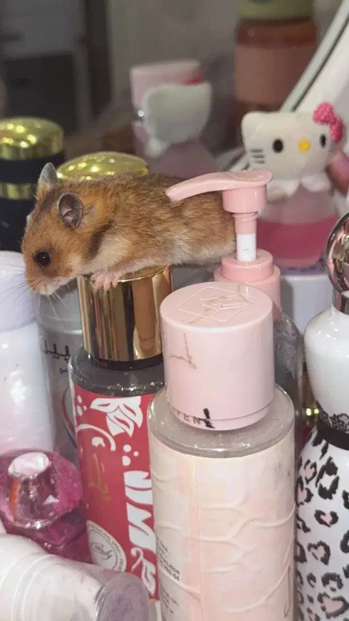 همستر|موش و خرگوش|کرمانشاه, |دیوار