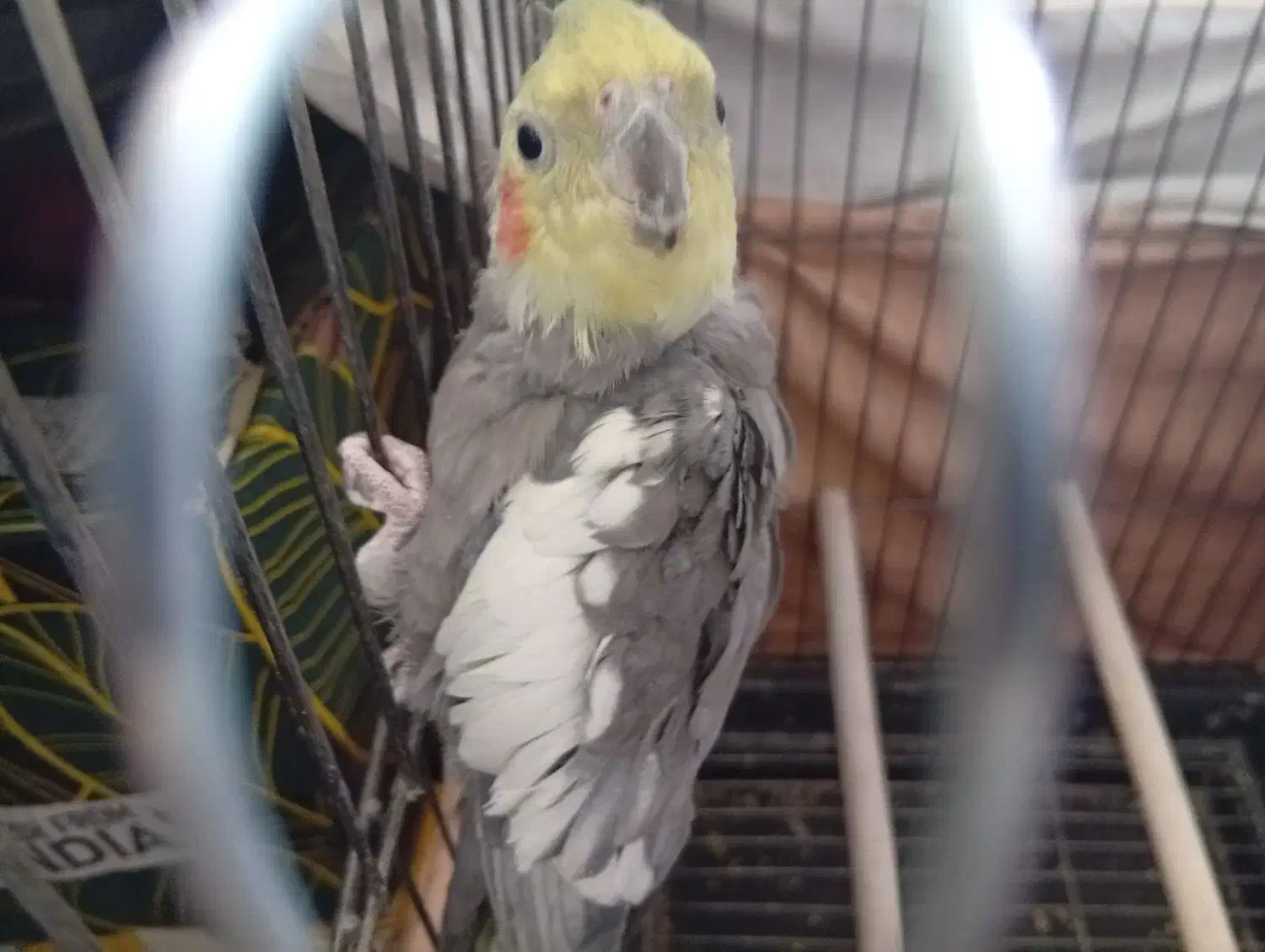 عروس هلندی مولد|پرنده|پاکدشت, شهرک امام رضا|دیوار