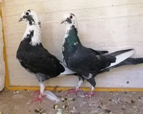 کفتر رنگه|پرنده|قائن, |دیوار