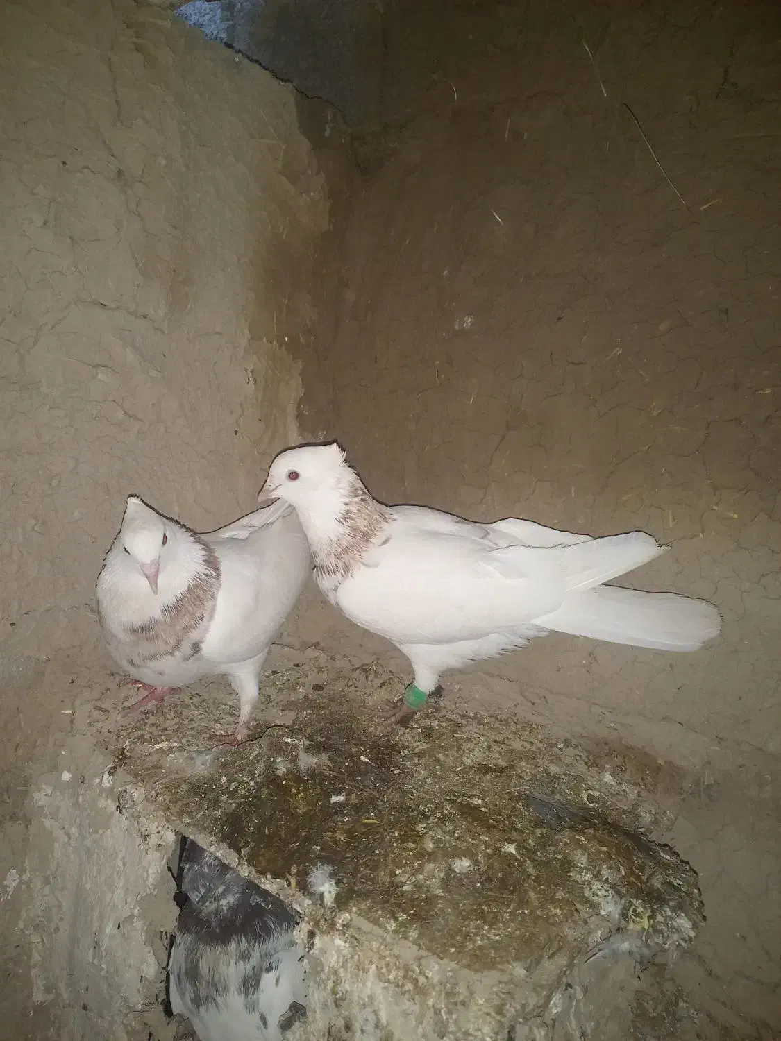 رنگی|پرنده|رامهرمز, |دیوار