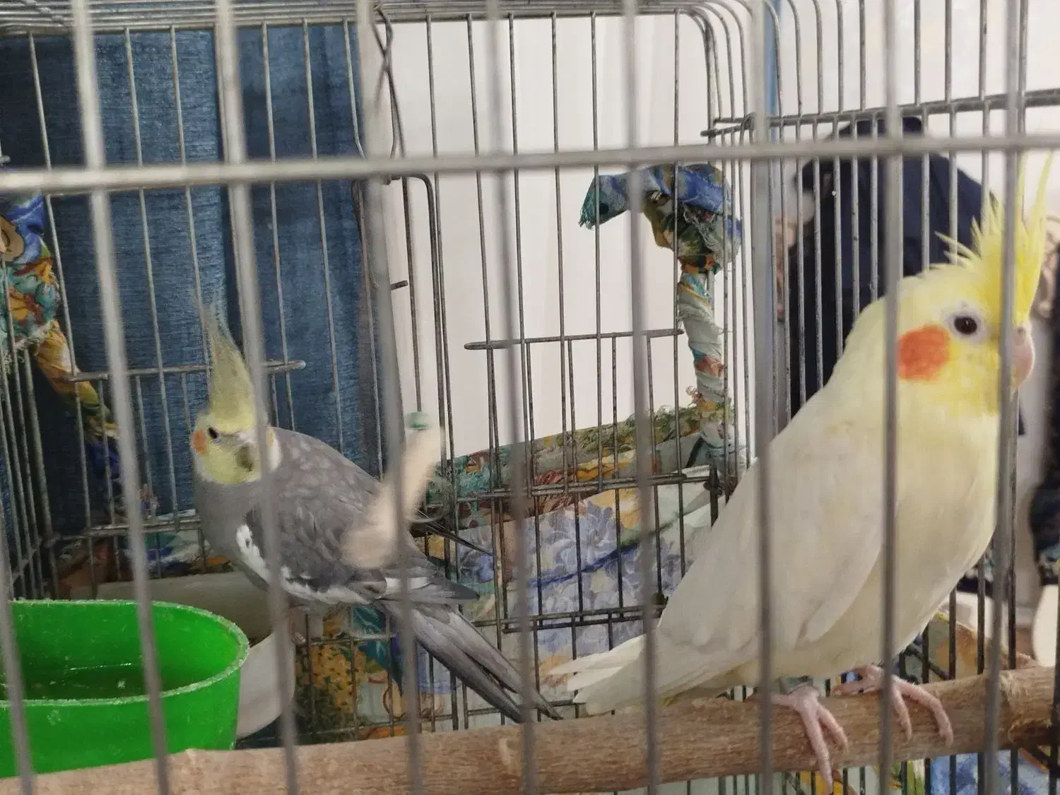 یک جفت عروس هلندی نروماده|پرنده|محمدشهر, محمدشهر|دیوار