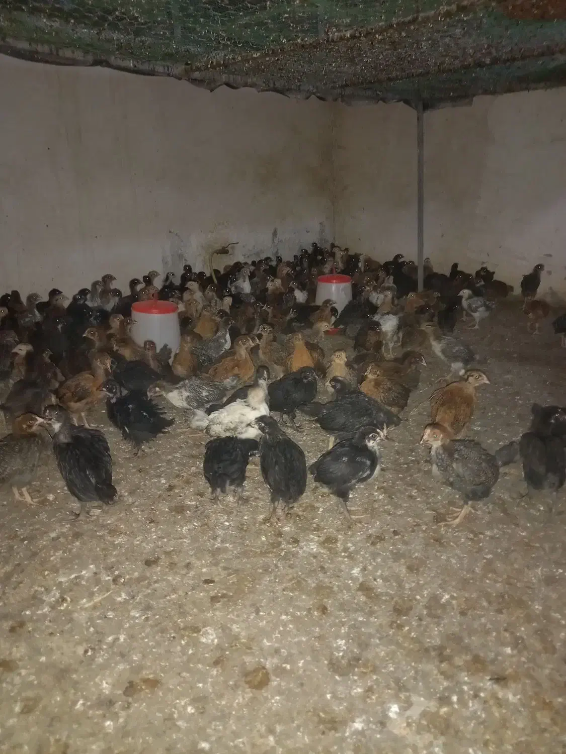 جوجه مرغ وخروس گلپایگانی ۲۰روزه واکسن خورده|حیوانات مزرعه|فرمهین, |دیوار