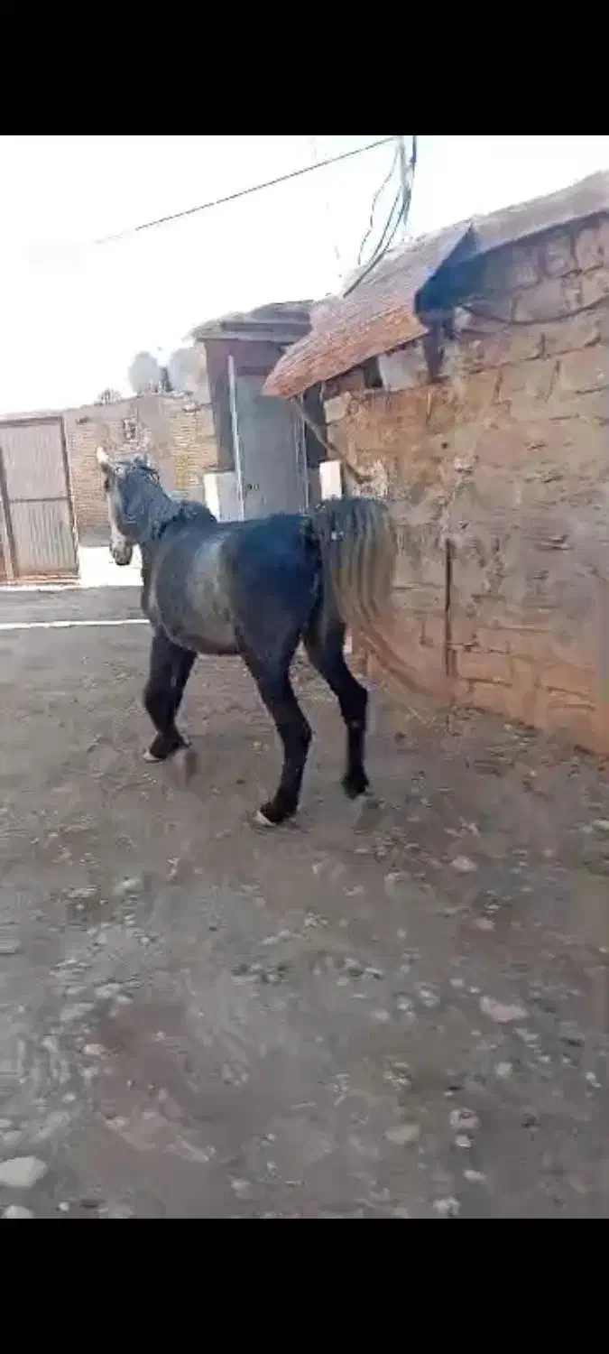 اسب،مادیان|اسب و تجهیزات اسب‌سواری|اهواز, زیتون کارمندی|دیوار