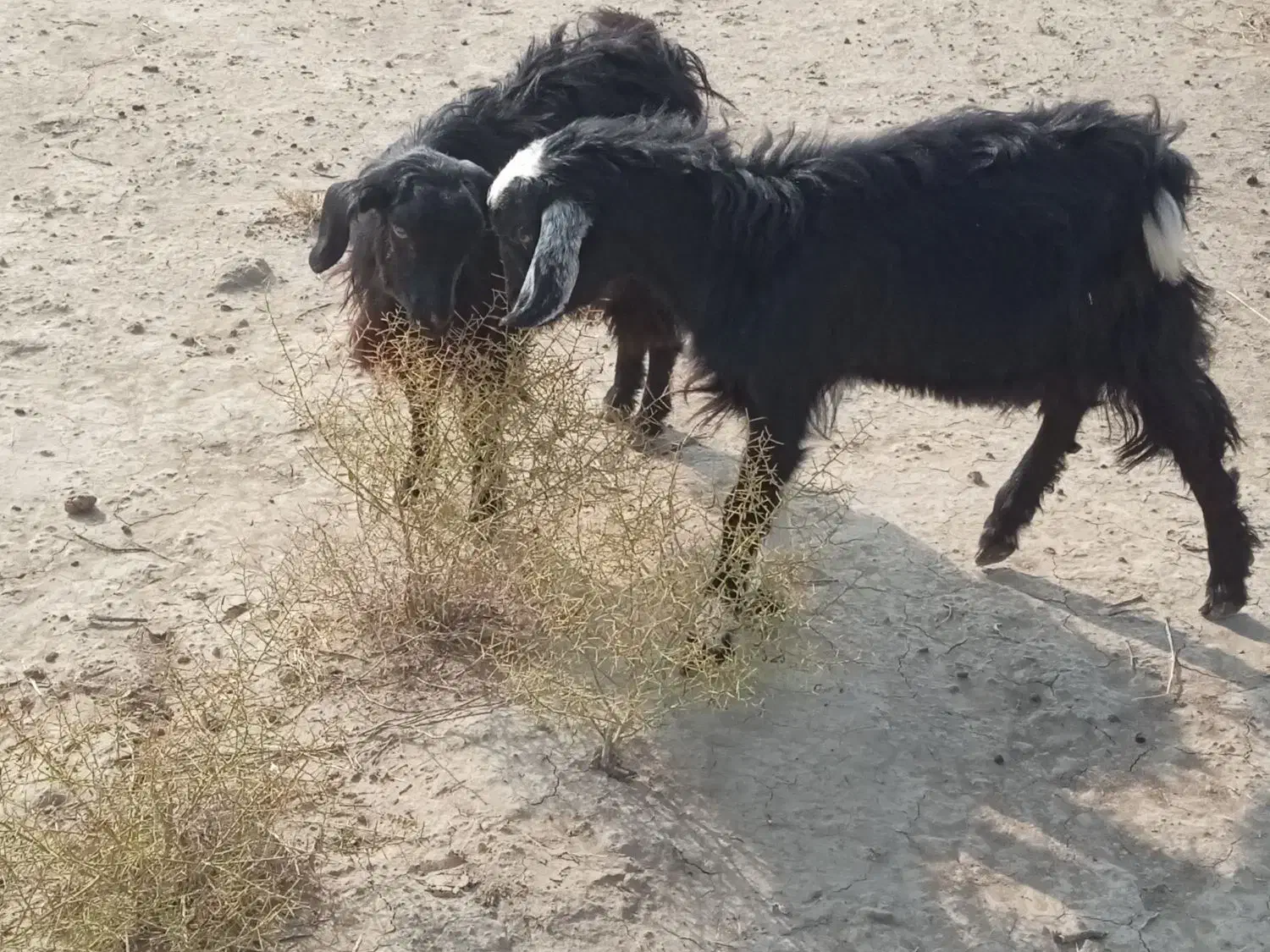 نر و ماده|حیوانات مزرعه|میاندوآب, |دیوار