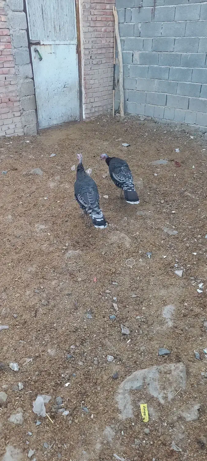 دوعدد بوقلمون نر|حیوانات مزرعه|بناب, |دیوار