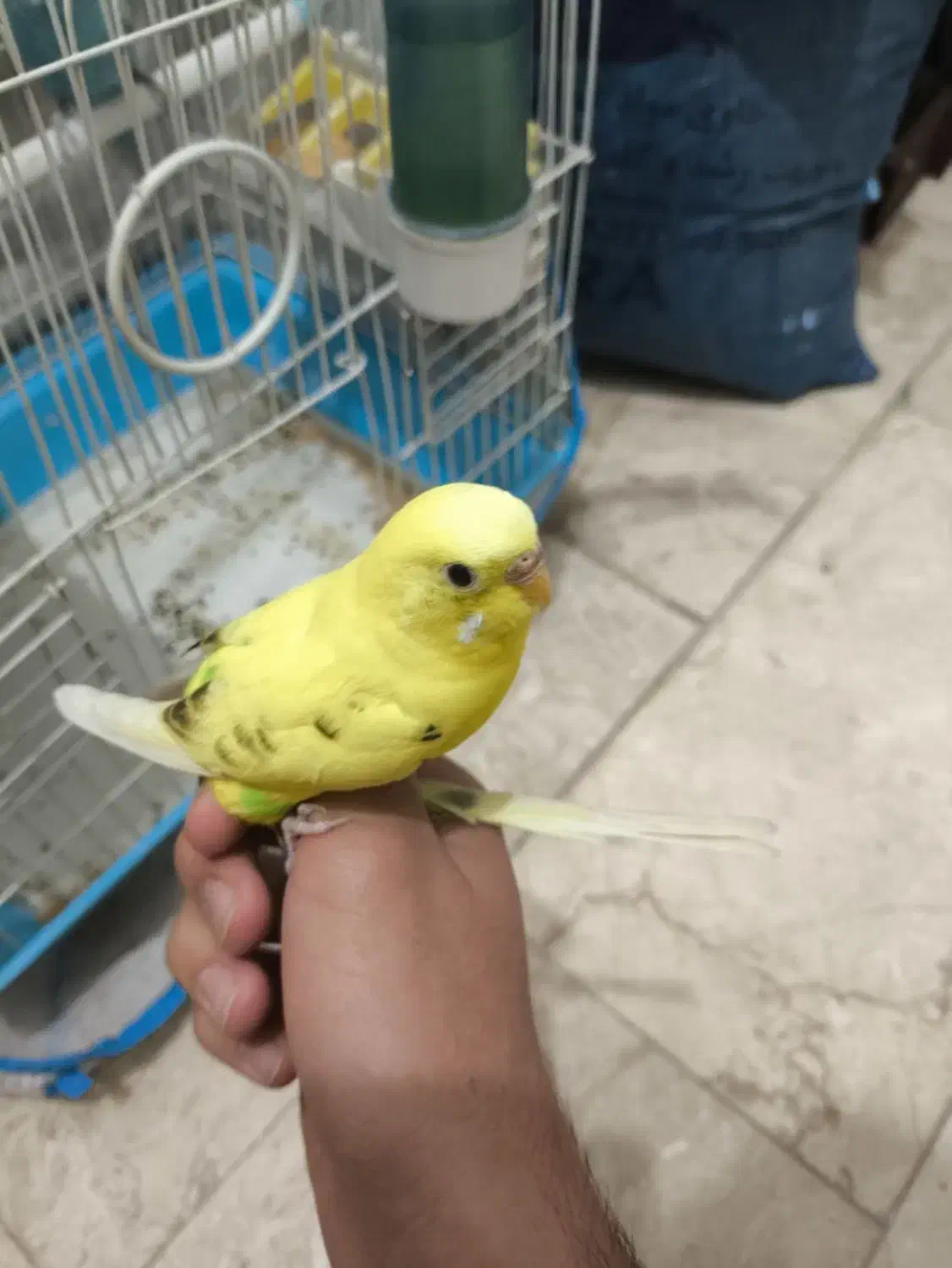 مرغ عشق نر و ماده|پرنده|اندیشه, شهرک کوثر|دیوار