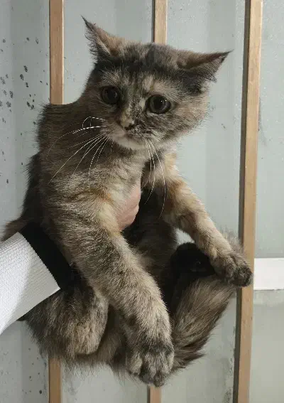 واگذاری 2 تا گربه نر و ماده فوری|گربه|مشهد, طبرسی شمالی|دیوار