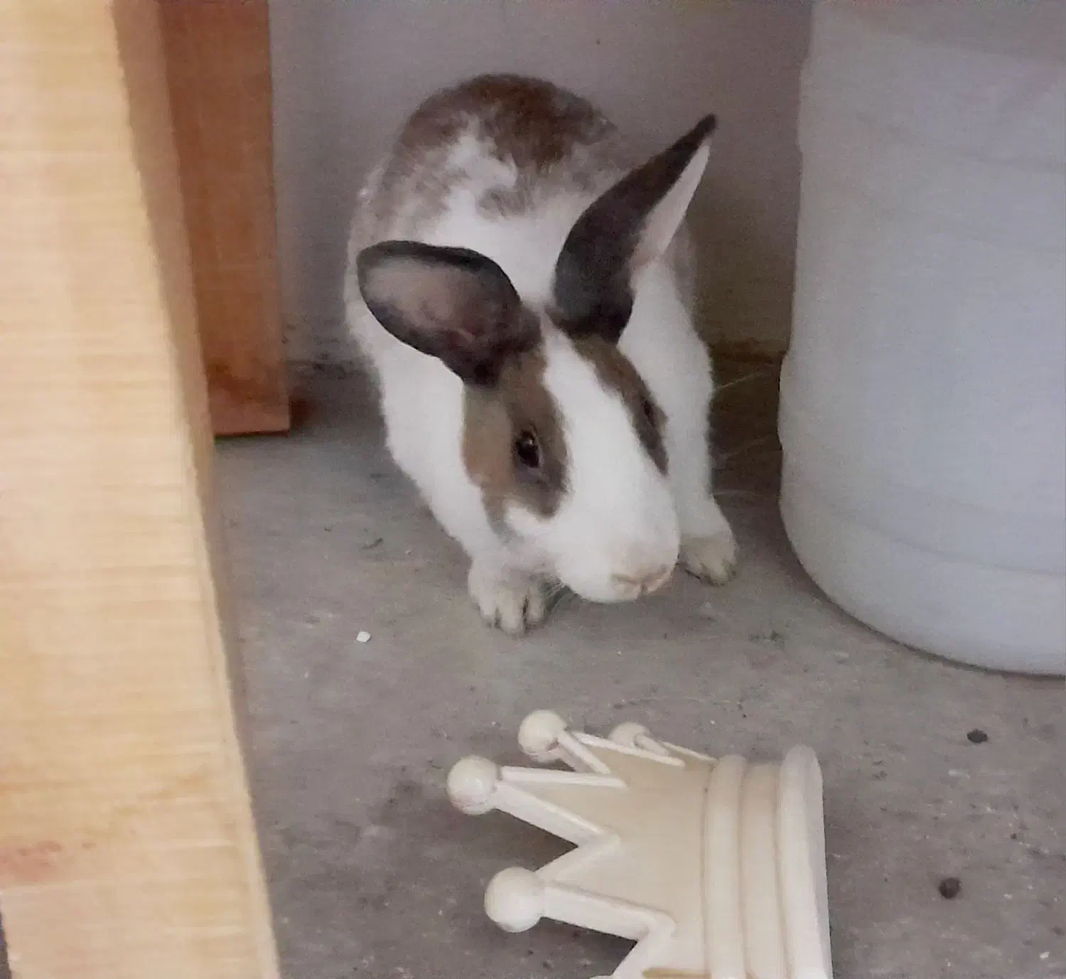 فروش ۲ عدد خرگوش|موش و خرگوش|نیشابور, ۲۲ بهمن|دیوار