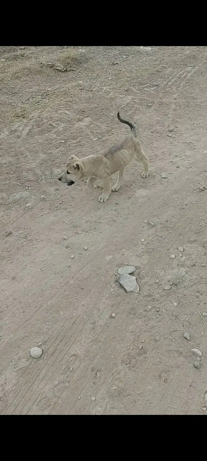 توله ماده اصیل سرابی|سگ|اردبیل, |دیوار