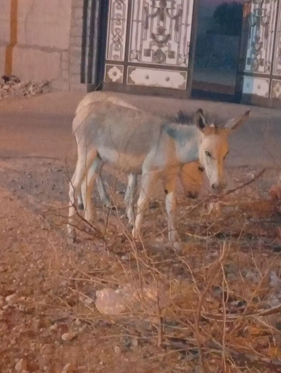 الاغ|حیوانات مزرعه|خمیر, |دیوار