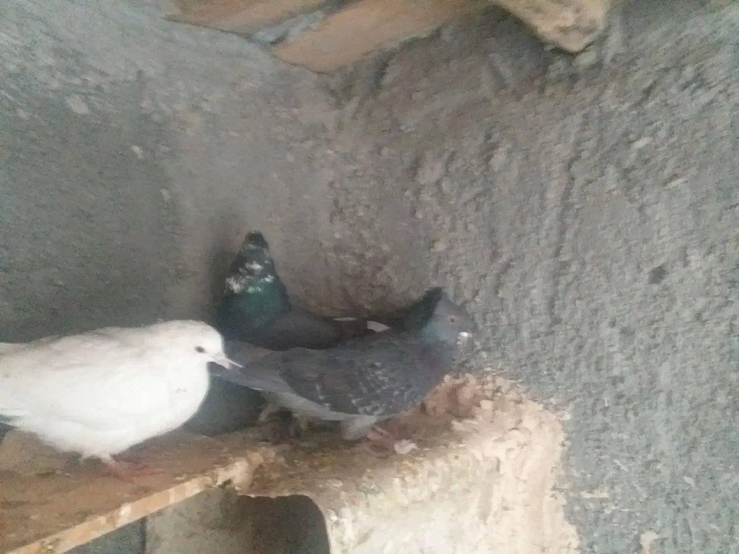 کبوتر|پرنده|فرخ‌شهر, |دیوار