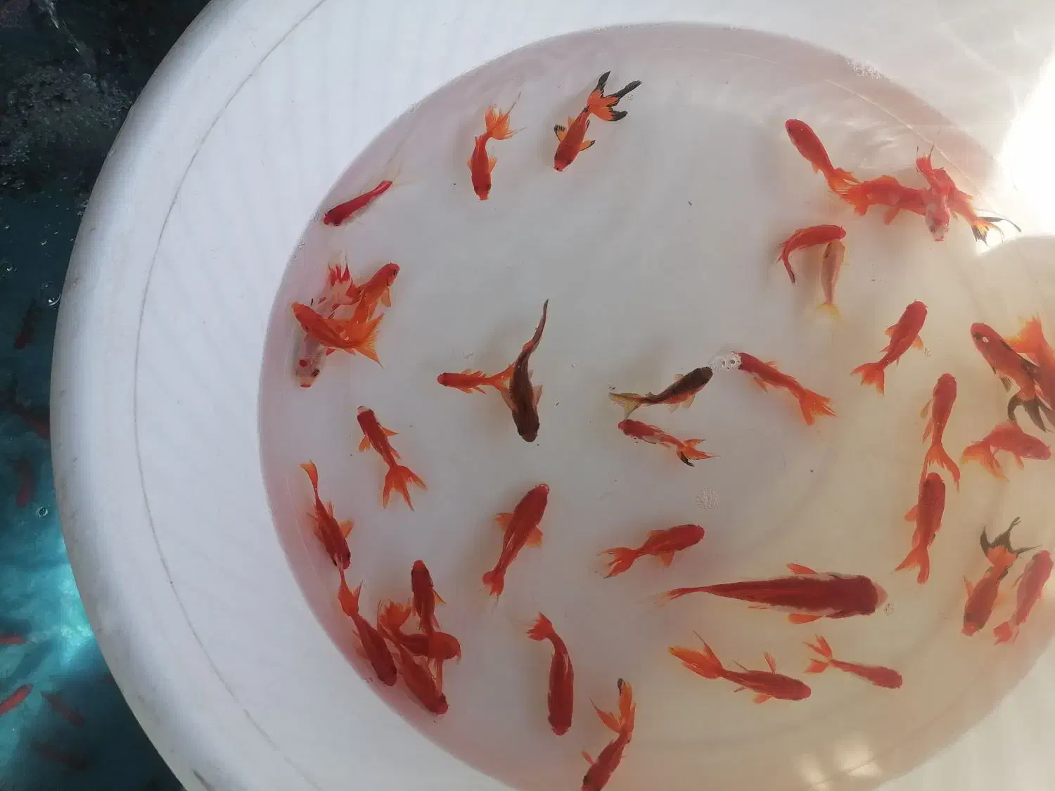 ماهی قرمزحسینی قرق|ماهی|گرگان, |دیوار