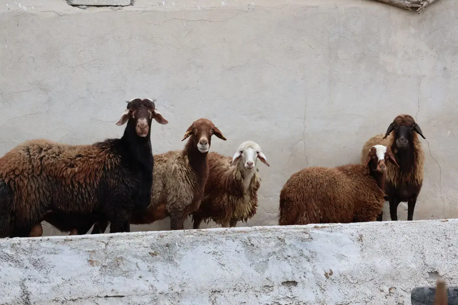 نر  تخمی جوان +4 راس بره و مادر|حیوانات مزرعه|گرگان, |دیوار