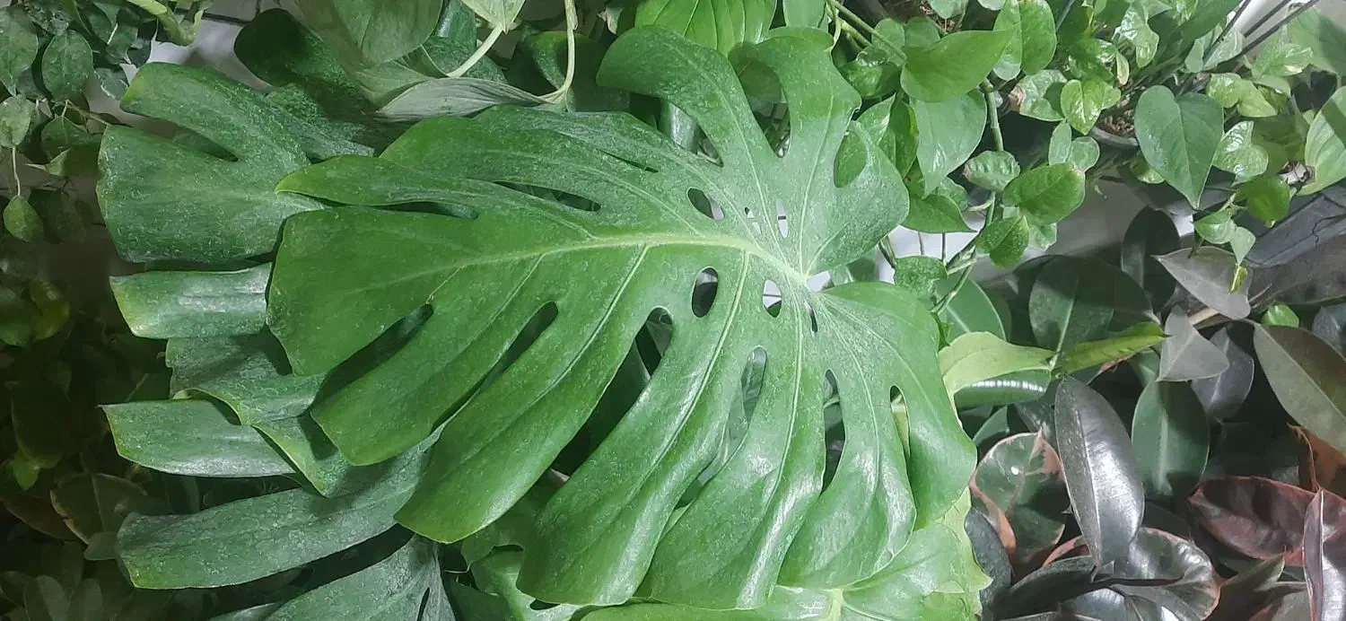 حراج انواع گل فروشی ارش|گل مصنوعی|لردگان, |دیوار