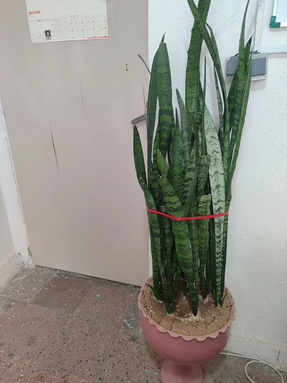 گل سانسوریا|گل و گیاه طبیعی|سقز, |دیوار