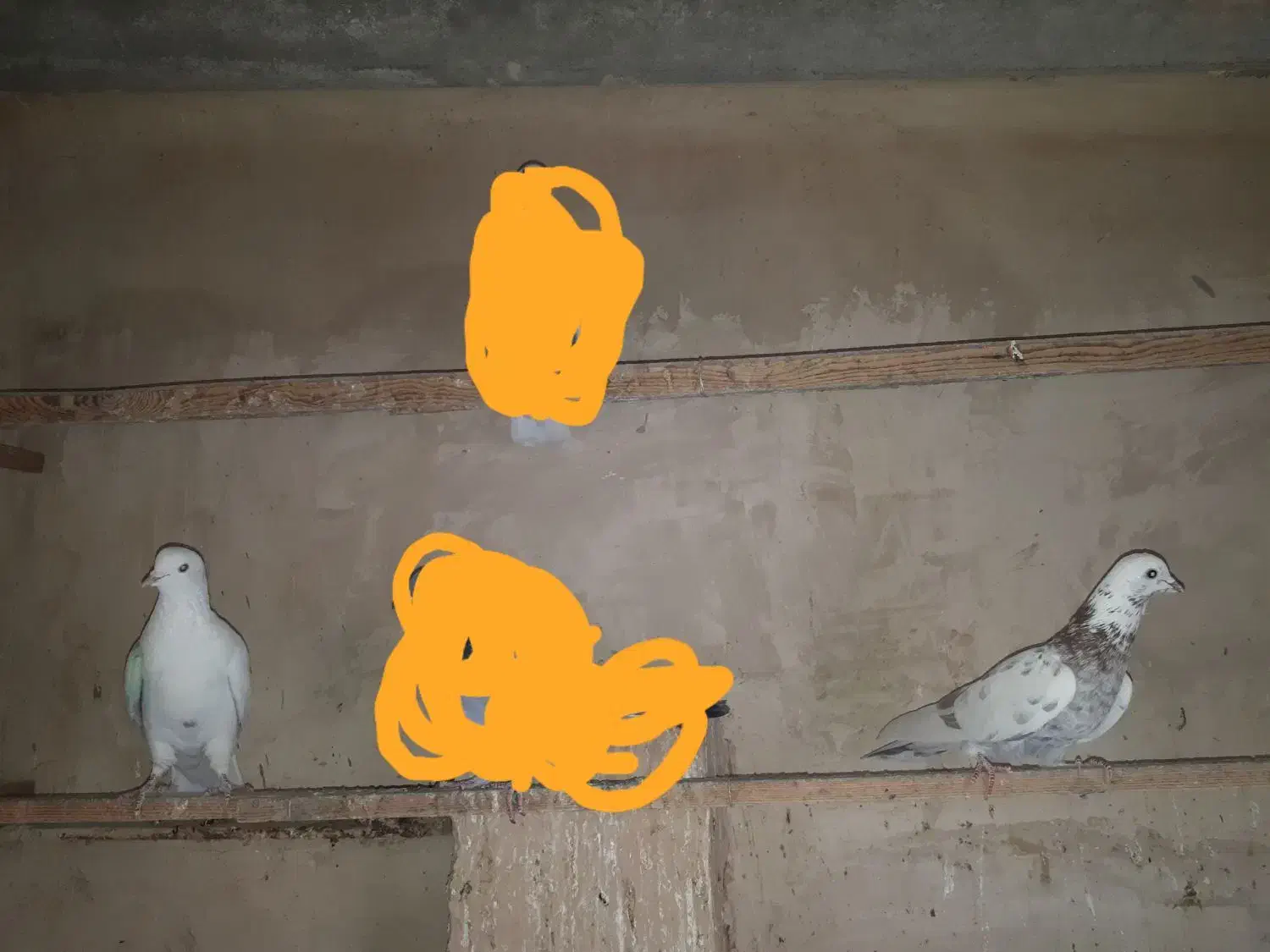 کفتر|پرنده|پاکدشت, پاکدشت (مامازند)|دیوار