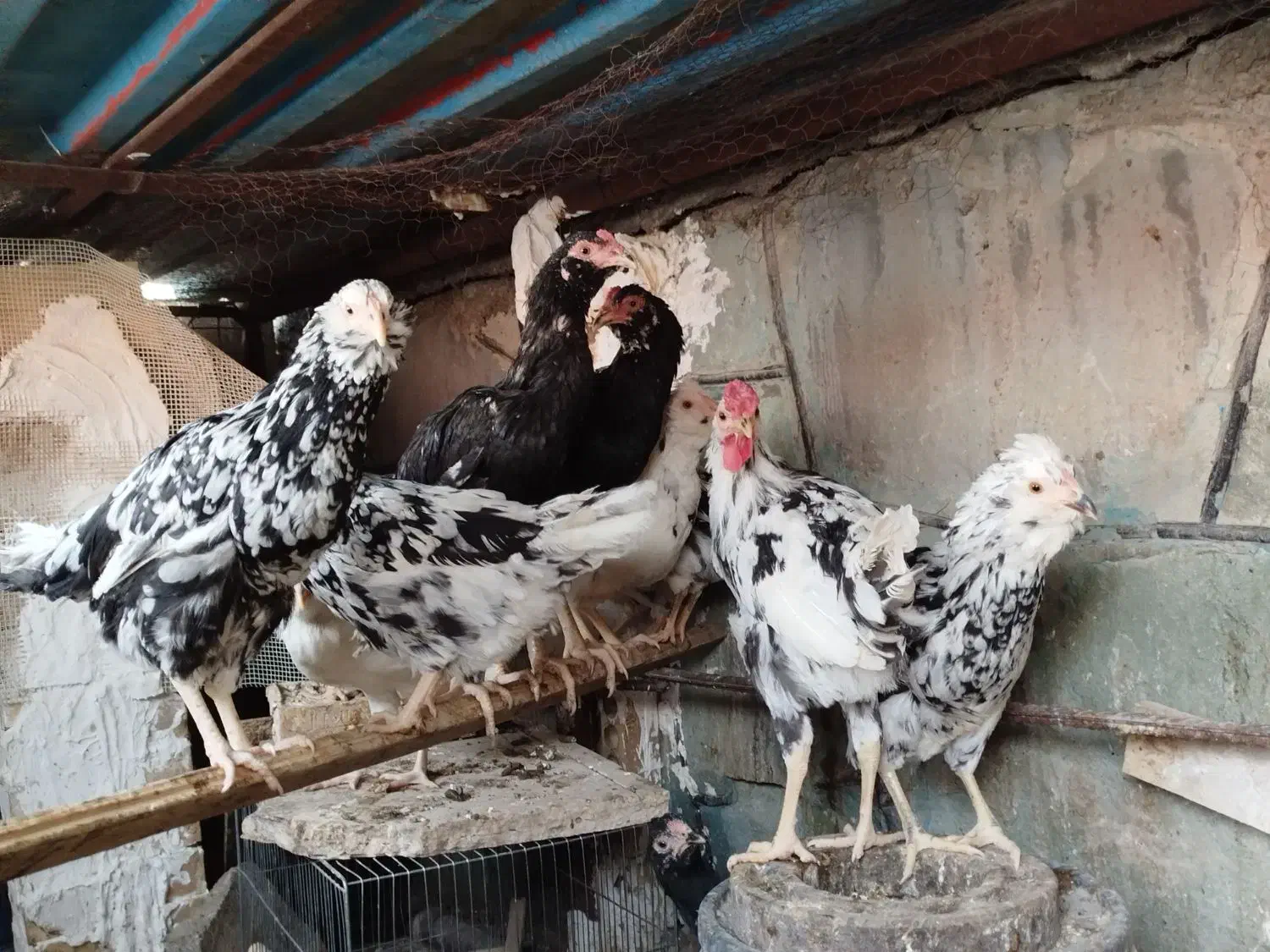 تخم نطفه دار گلین|حیوانات مزرعه|اسلامشهر, مطهری|دیوار