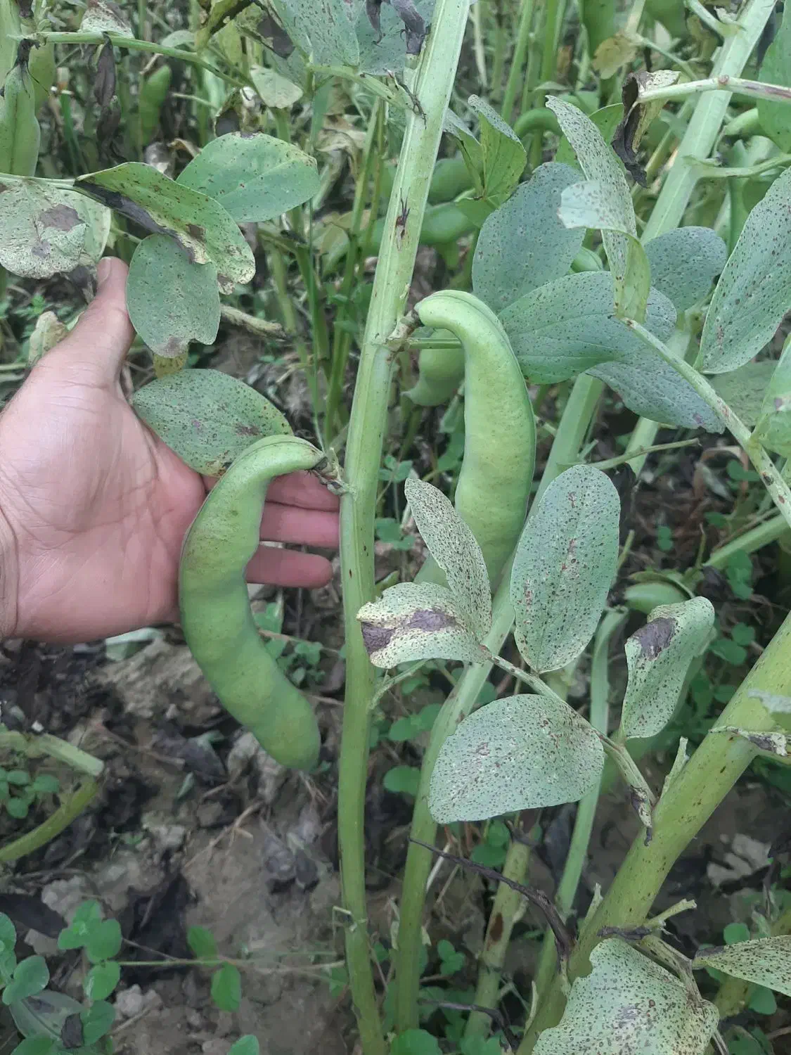 باقلا درجه یک بذری  پخت عالی|عمده‌فروشی|بهشهر, |دیوار