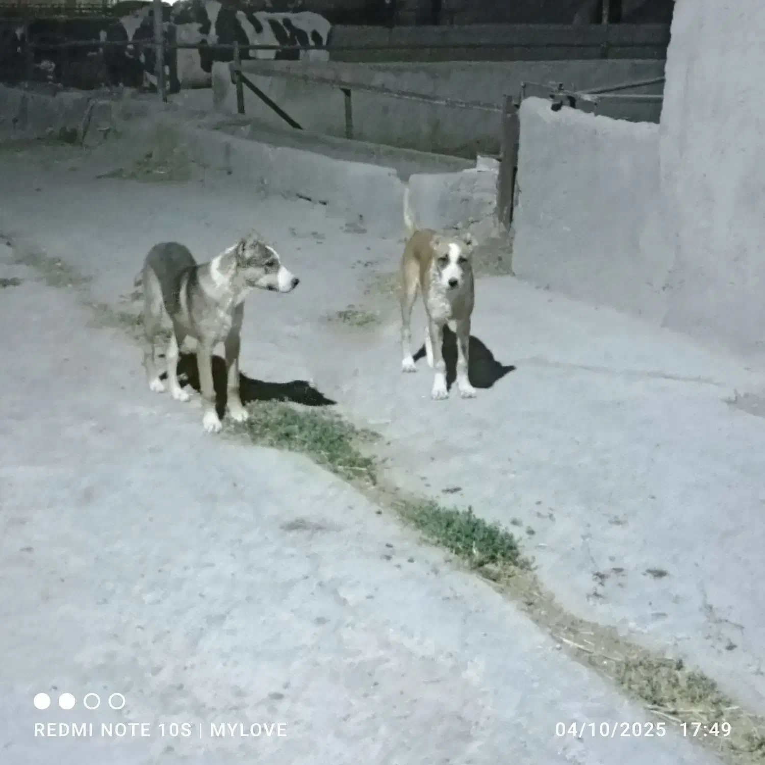 توله جفت نرهمقال|سگ|آبکوه, |دیوار