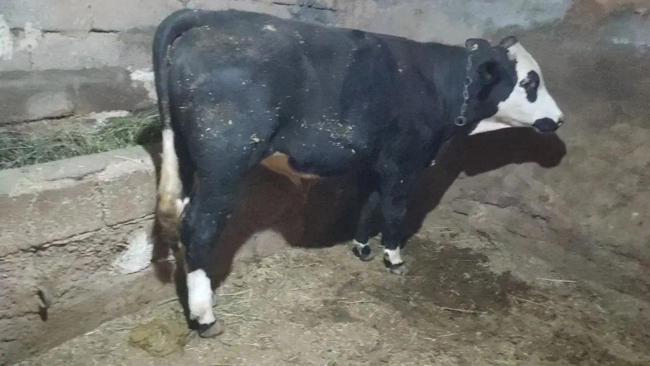 گوساله نر|حیوانات مزرعه|زنجانرود, |دیوار