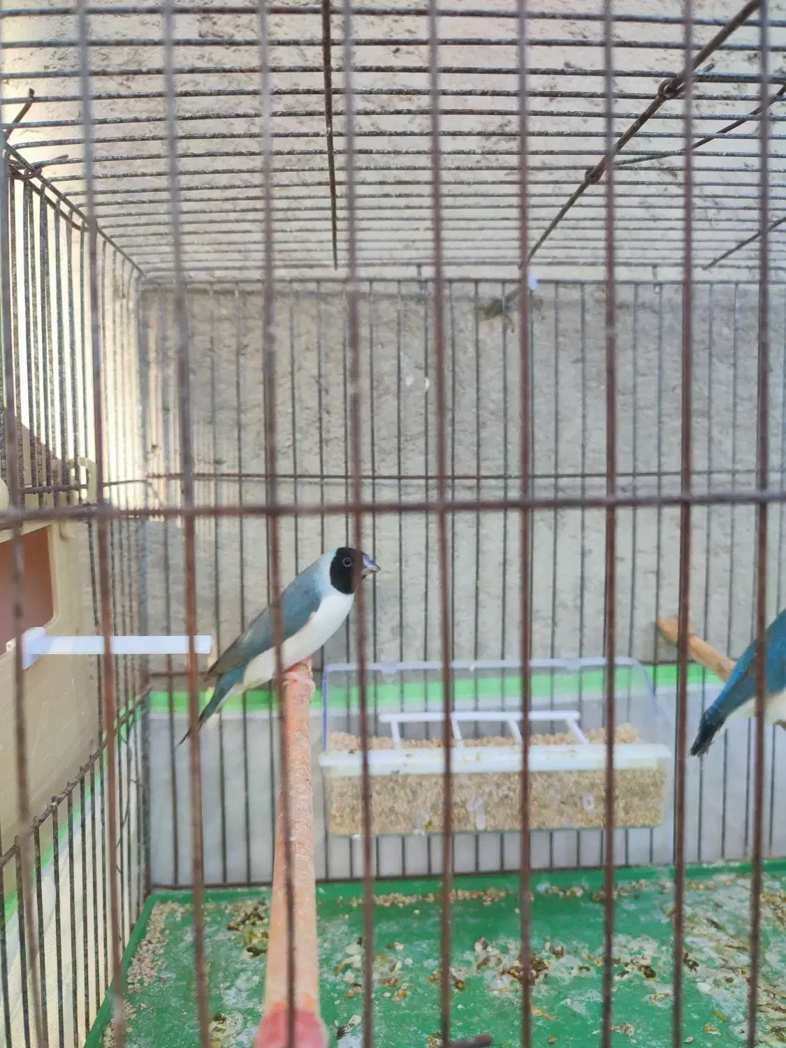 ی جفت فنچ گلدین قیمت ۳۲۰۰|پرنده|لامرد, |دیوار