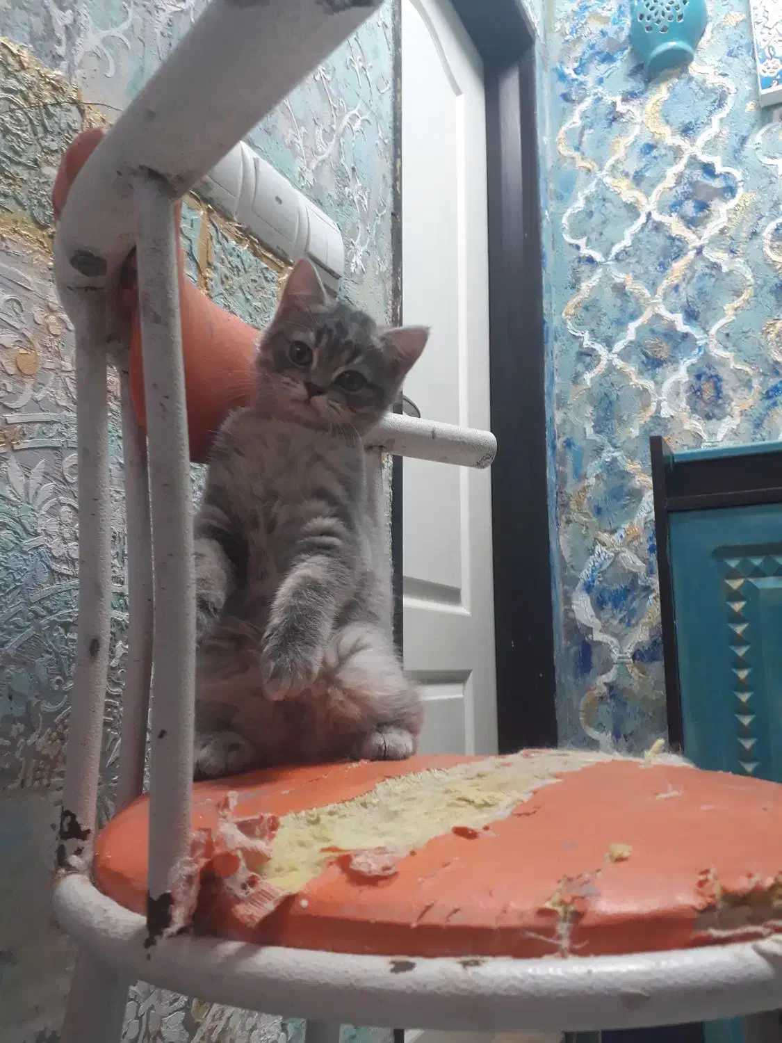 گربه بریتیش گلد و سیلور|گربه|تهران, پرستار|دیوار