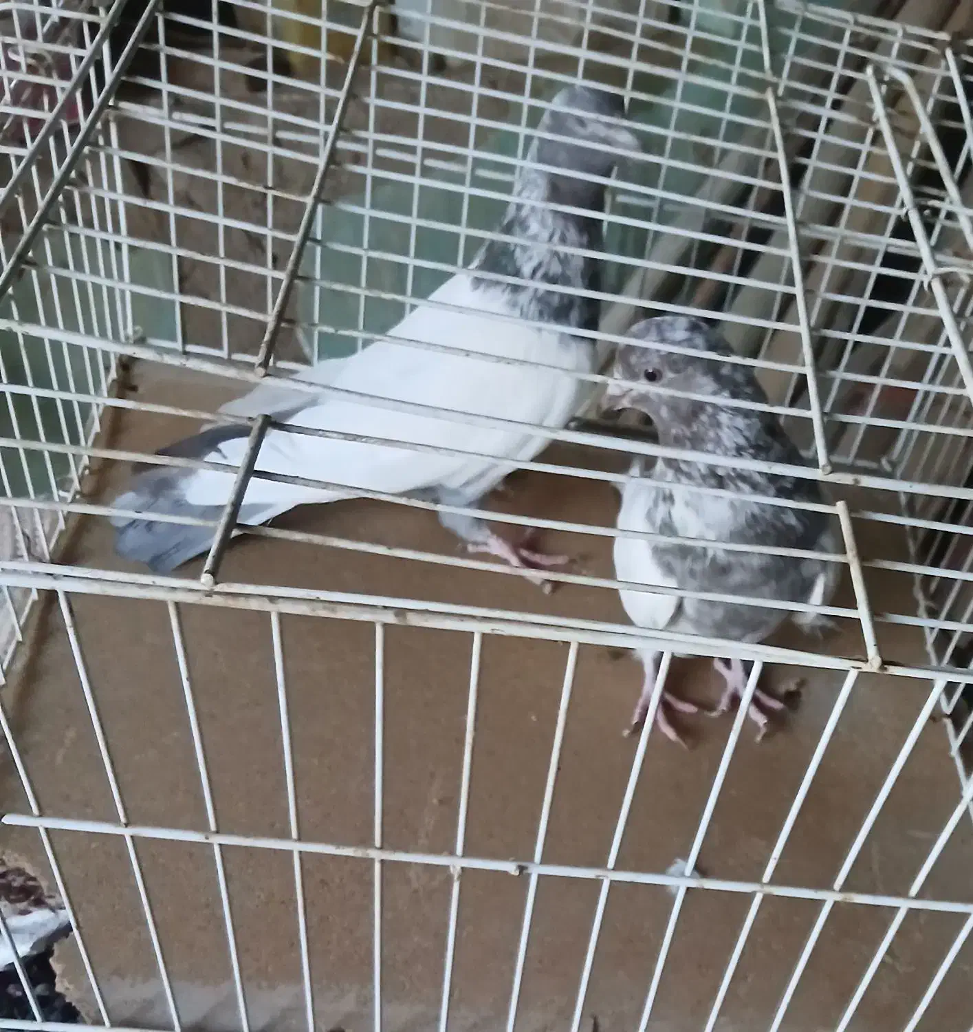 کفتر|پرنده|ساروق, |دیوار