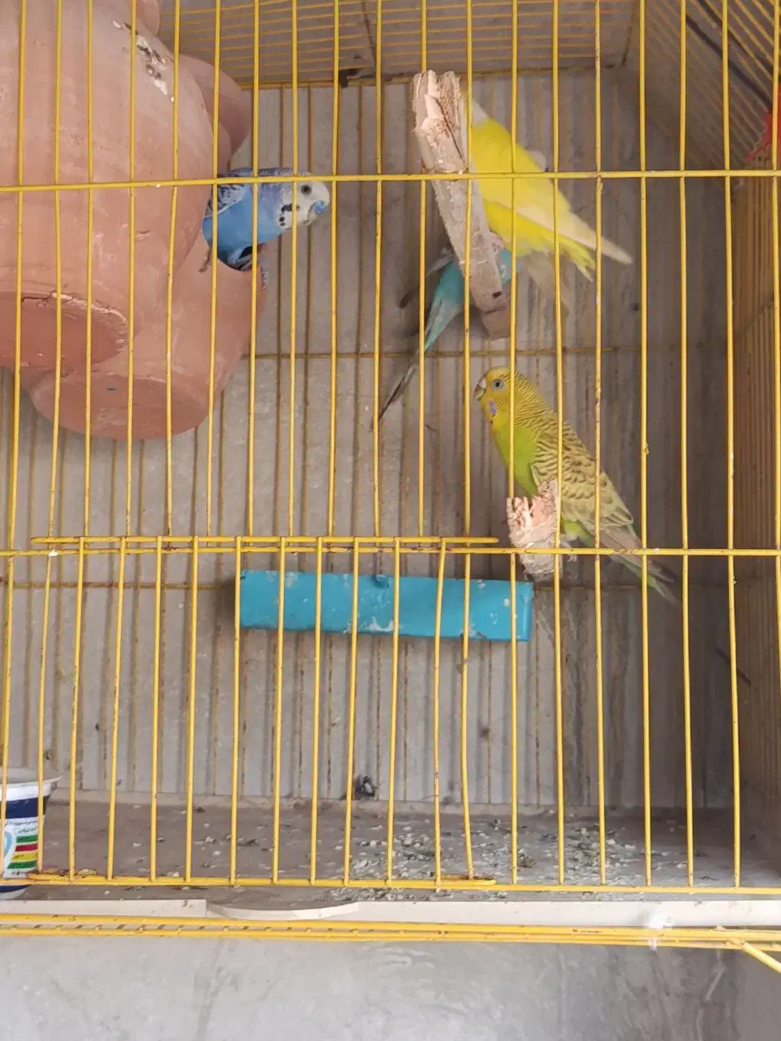 مرغ عشق|پرنده|چابهار, |دیوار