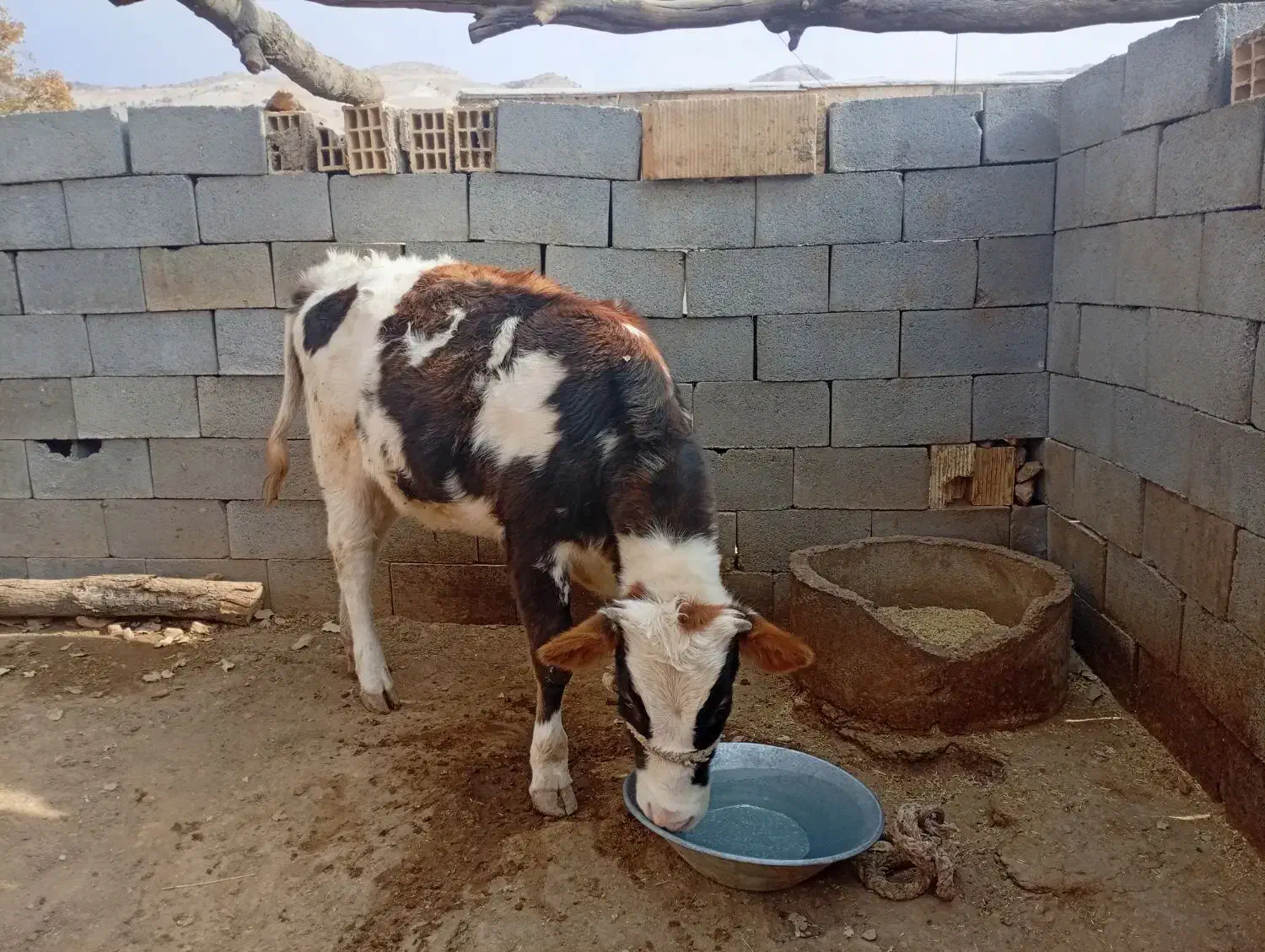 گوساله شیری ماده سیمیتال|حیوانات مزرعه|لردگان, |دیوار