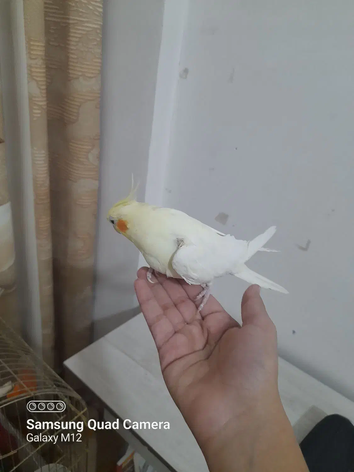 تعدادی عروس هلندی دستی|پرنده|تربت جام, فاز ۱ فرهنگیان|دیوار