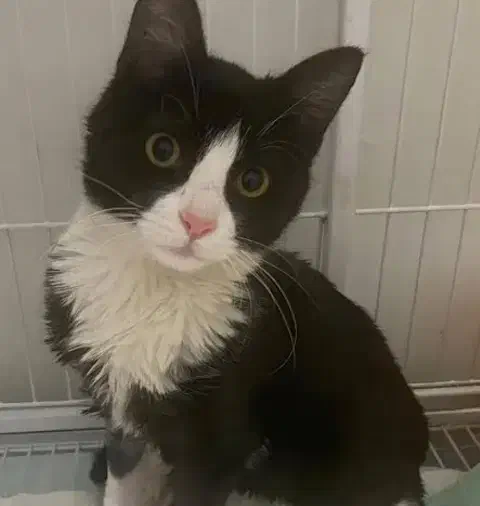 گربهdsh واگذاری رایگان|گربه|بهشهر, |دیوار