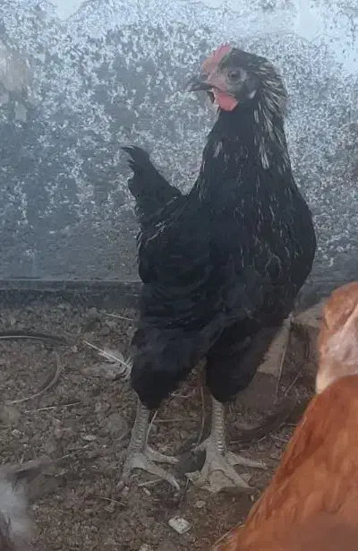 جوجه خروس|حیوانات مزرعه|نیشابور, شهرک بهارستان|دیوار